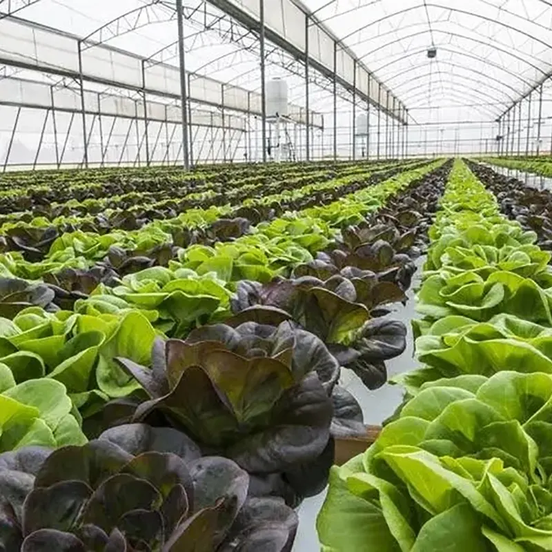 Single-Sided Sawtooth-Type Multi-Span Greenhouse