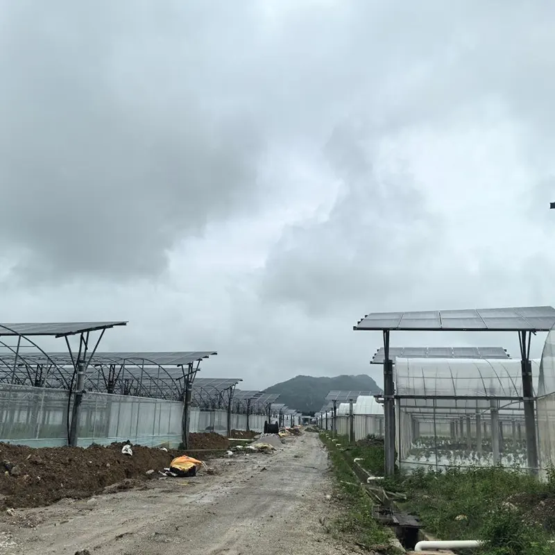 Multi-Span Greenhouse With Photovoltaic Roof