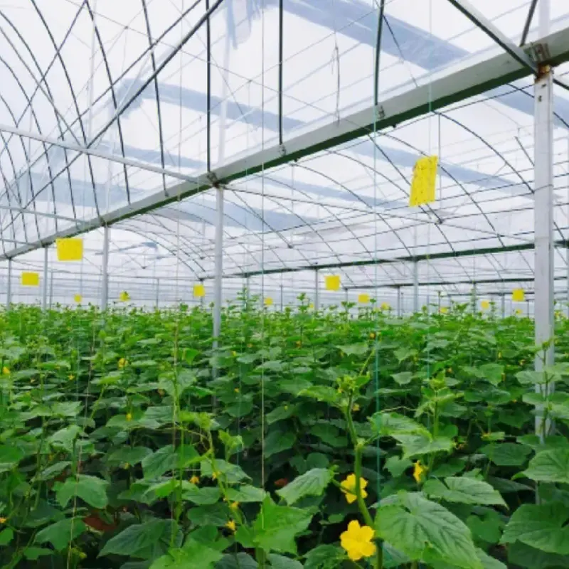 All-Steel Round Arch Solar Greenhouse