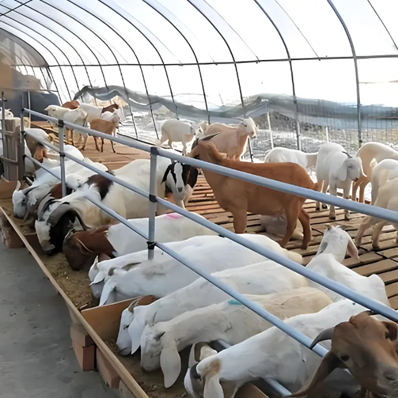 羊の飼育小屋