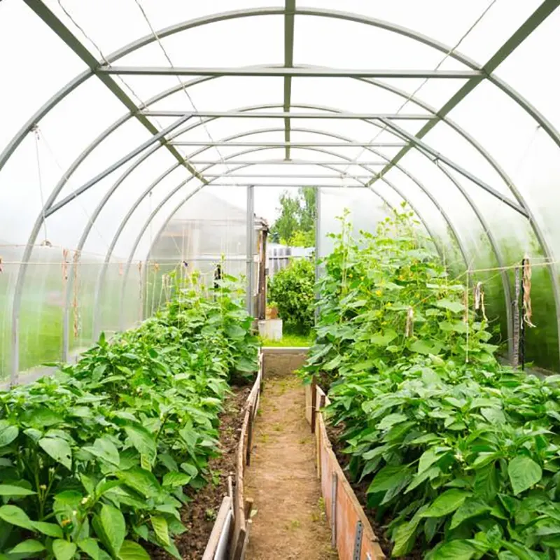 野菜栽培連棟温室